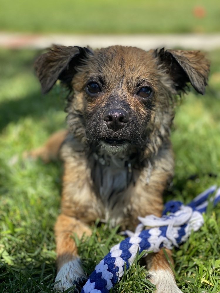 PJ, an adoptable Pekingese, Poodle in Canyon Country, CA, 91387 | Photo Image 3