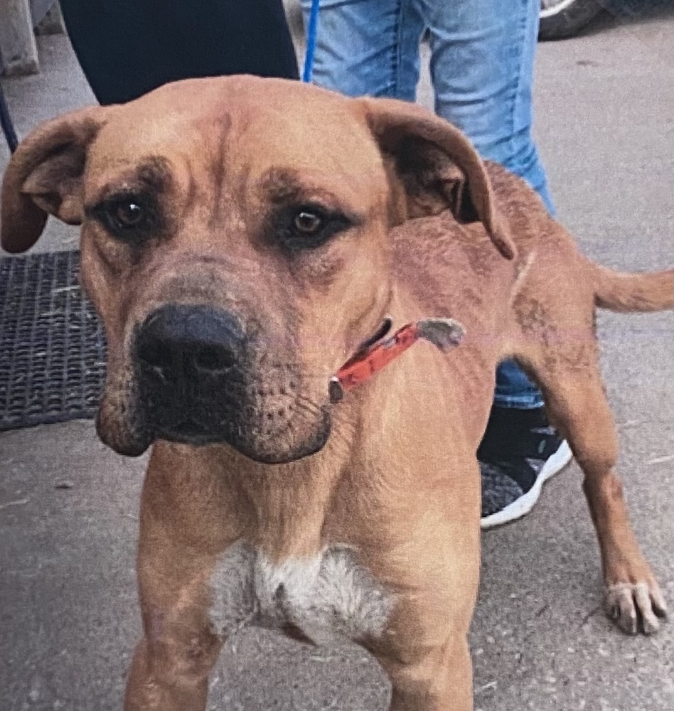 Apollo *, an adoptable American Bully, Terrier in Fort Madison, IA, 52627 | Photo Image 1