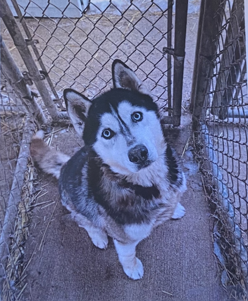 Arcadia, an adoptable Husky in Fort Madison, IA, 52627 | Photo Image 1
