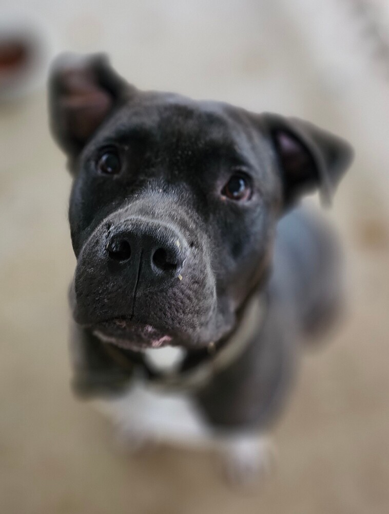 Beckett, an adoptable American Bulldog in Fort Madison, IA, 52627 | Photo Image 1