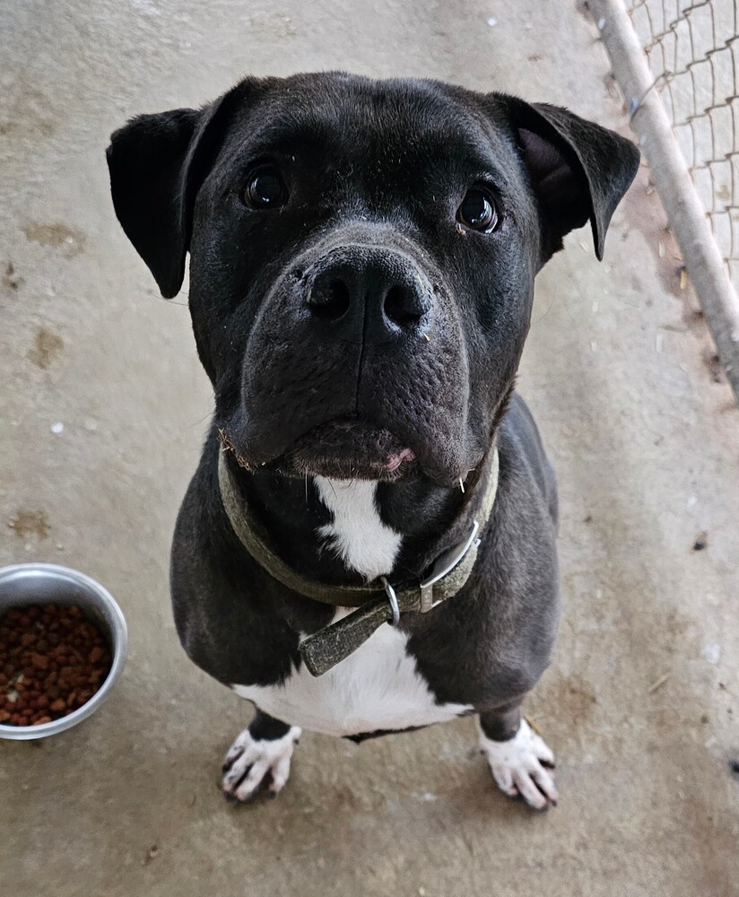 Beckett, an adoptable American Bulldog in Fort Madison, IA, 52627 | Photo Image 2