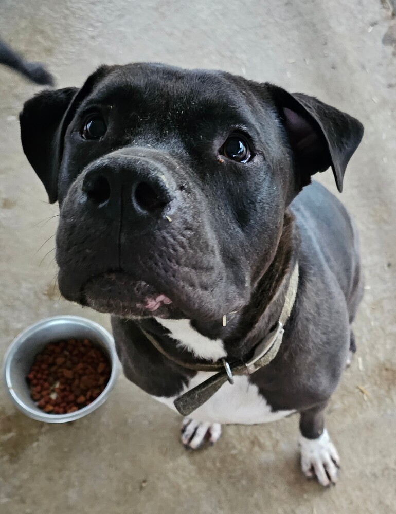 Beckett, an adoptable American Bulldog in Fort Madison, IA, 52627 | Photo Image 3