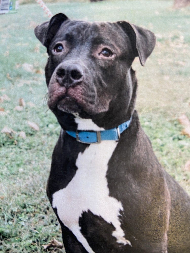 Beckett, an adoptable American Bulldog in Fort Madison, IA, 52627 | Photo Image 4