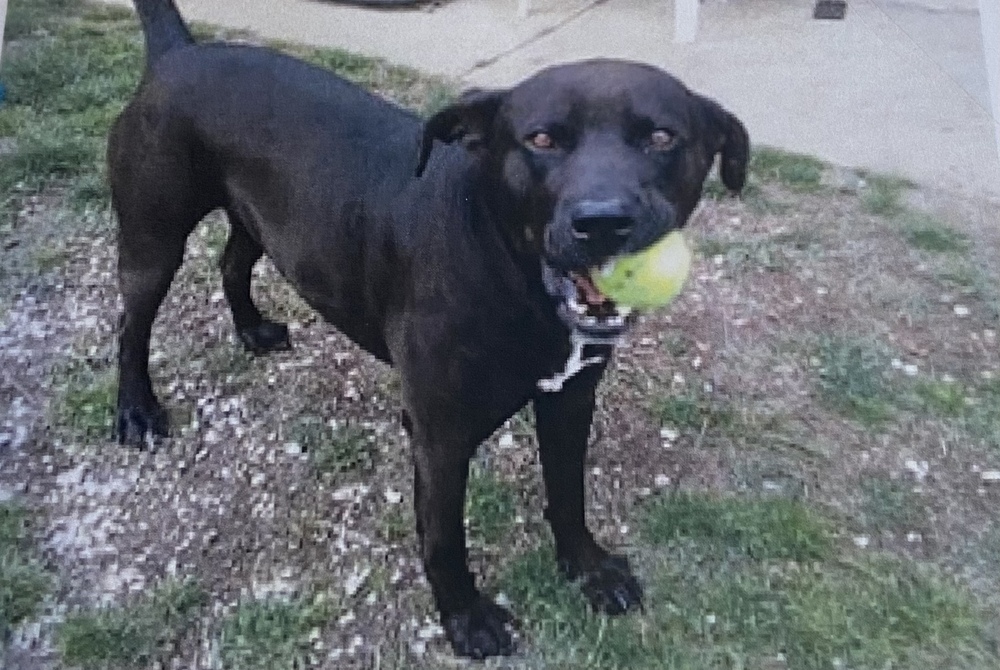 Axel +, an adoptable Labrador Retriever in Fort Madison, IA, 52627 | Photo Image 1