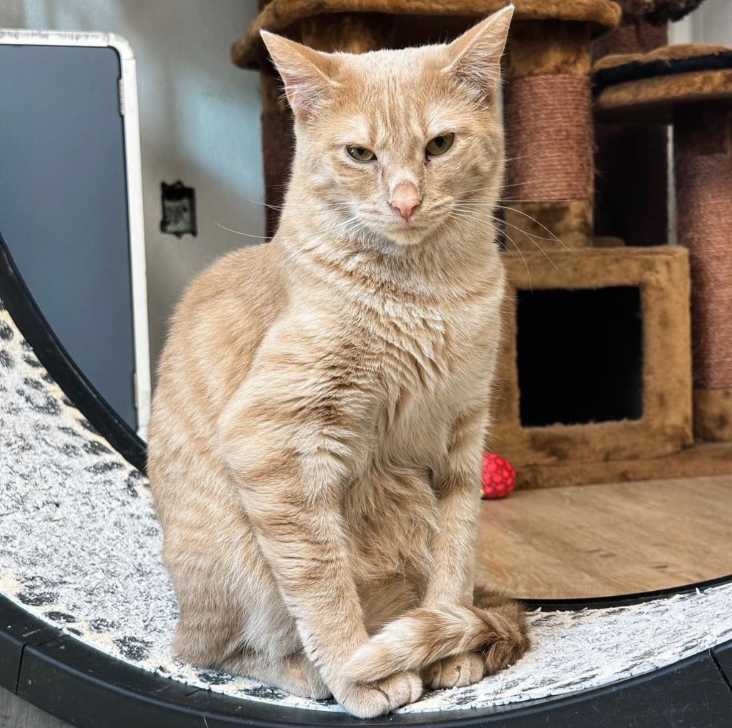 Beth, an adoptable Domestic Short Hair in Corpus Christi, TX, 78414 | Photo Image 1