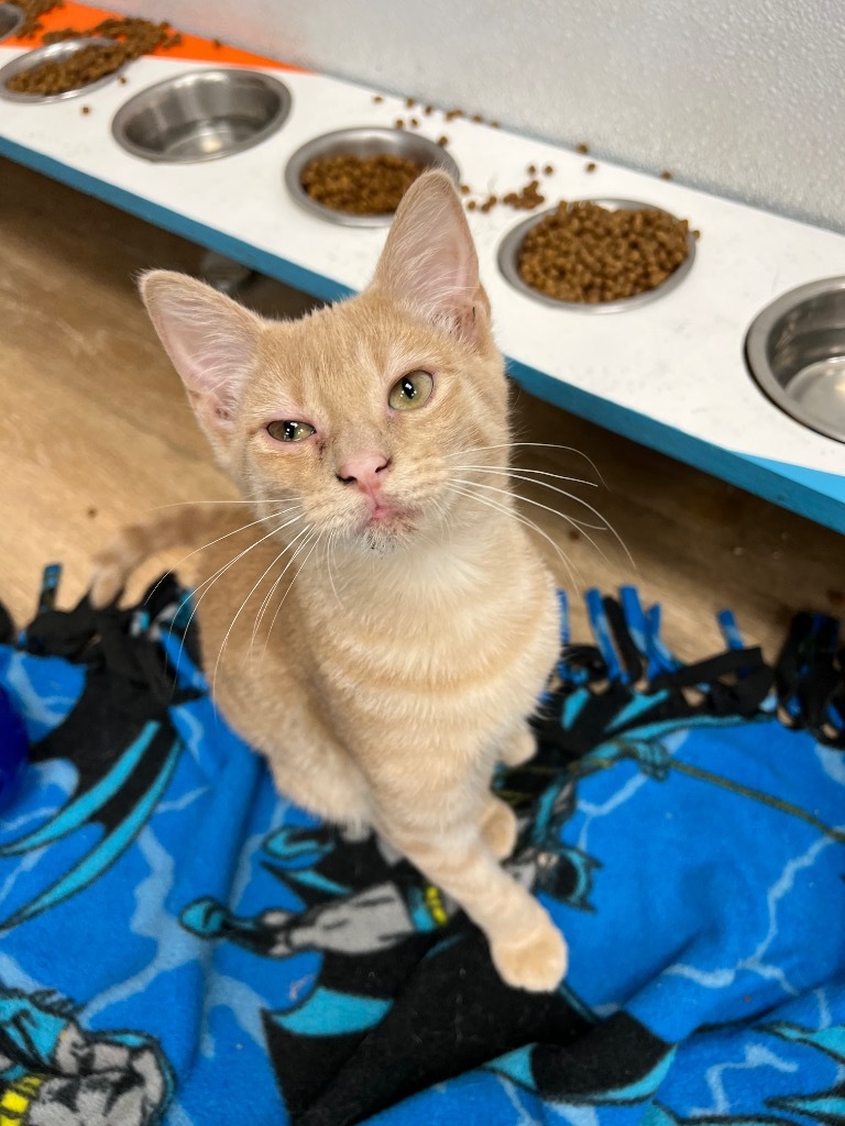 Beth, an adoptable Domestic Short Hair in Corpus Christi, TX, 78414 | Photo Image 2