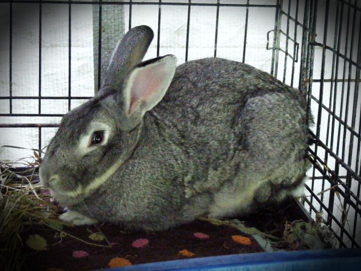 Glamorous, an adoptable Bunny Rabbit in East Syracuse, NY_image-1