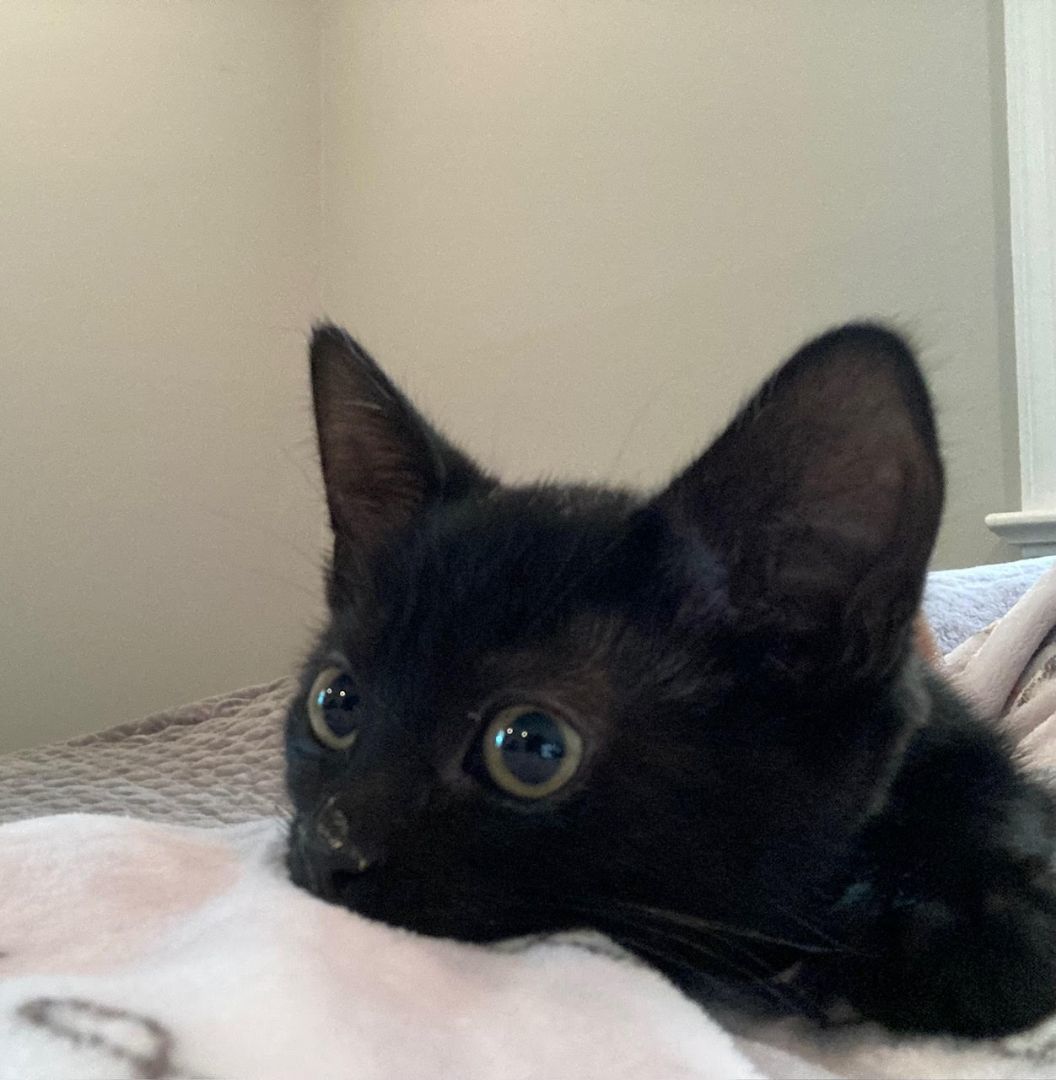 Cat For Adoption - Isabel Of The Encanto Kittens, A Domestic Short Hair 