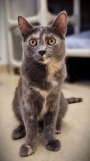 Pearl, Young Female Domestic Short Hair