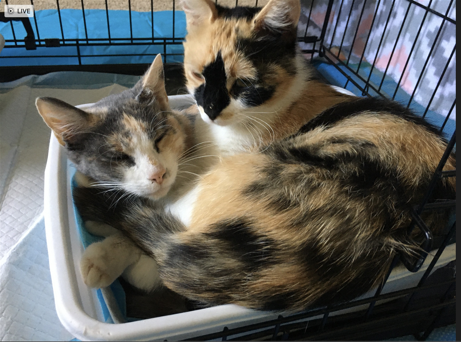 Dancer and Fancy, an adoptable Domestic Short Hair in Aurora, CO, 80012 | Photo Image 1