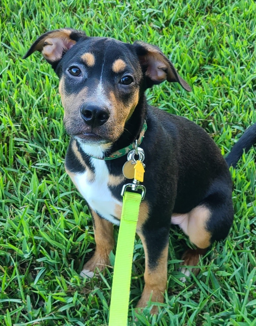 Dog for adoption - Benjamin Harrison the 5th, a Labrador Retriever Mix ...