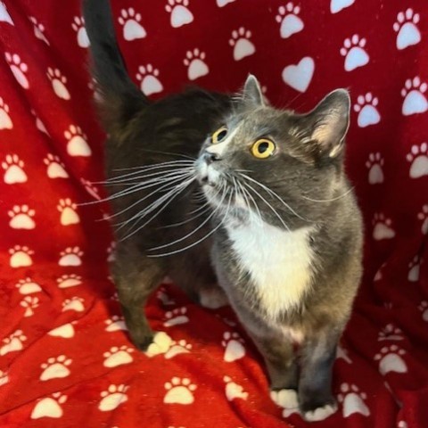 Charlotte, an adoptable Domestic Short Hair in Bismarck, ND, 58507 | Photo Image 1