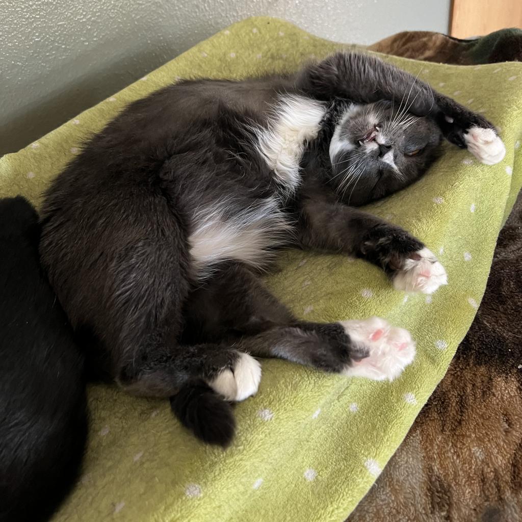 Charlotte, an adoptable Domestic Short Hair in Bismarck, ND, 58507 | Photo Image 1