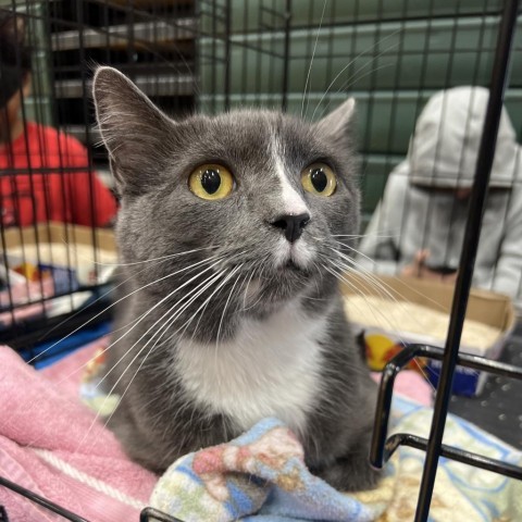 Charlotte, an adoptable Domestic Short Hair in Bismarck, ND, 58507 | Photo Image 2