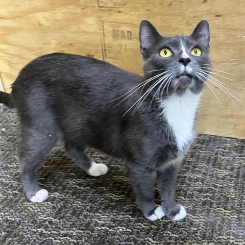 Charlotte, an adoptable Domestic Short Hair in Bismarck, ND, 58507 | Photo Image 5