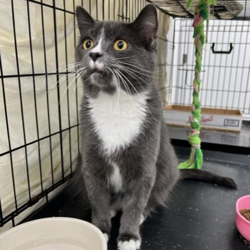 Charlotte, an adoptable Domestic Short Hair in Bismarck, ND, 58507 | Photo Image 5