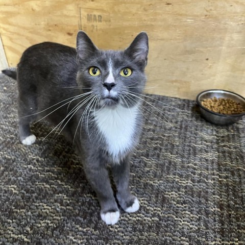 Charlotte, an adoptable Domestic Short Hair in Bismarck, ND, 58507 | Photo Image 6