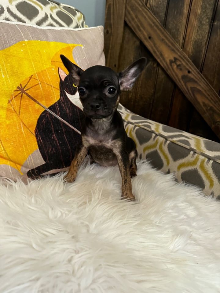 voordat verlangen Analist Dog for adoption - Roxy, a Chihuahua & Pug Mix in Jasper, TN | Petfinder