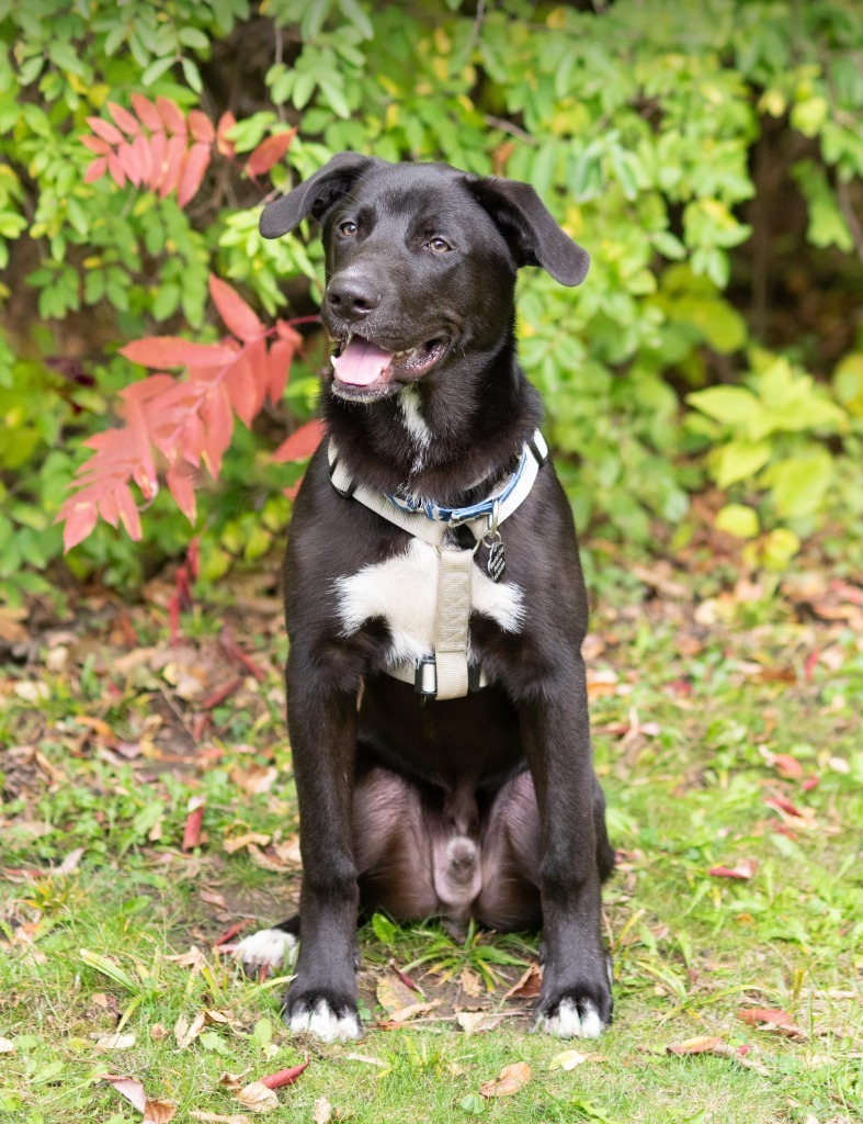 Blitz, an adoptable German Shepherd Dog, Husky in Savage, MN, 55378 | Photo Image 1