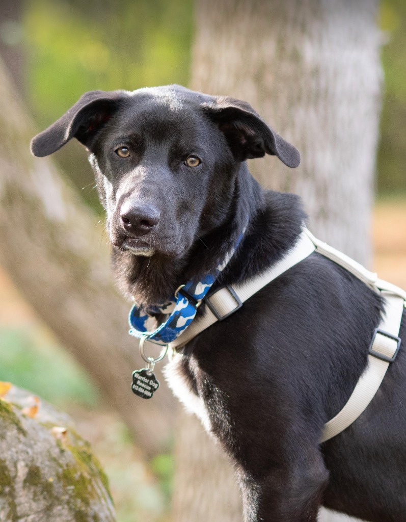 Blitz, an adoptable German Shepherd Dog, Husky in Savage, MN, 55378 | Photo Image 2