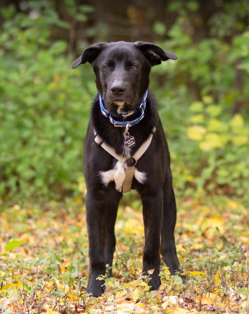 Blitz, an adoptable German Shepherd Dog, Husky in Savage, MN, 55378 | Photo Image 3