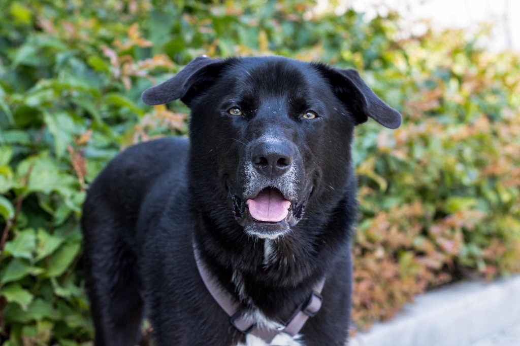 Blitz, an adoptable German Shepherd Dog, Husky in Savage, MN, 55378 | Photo Image 4