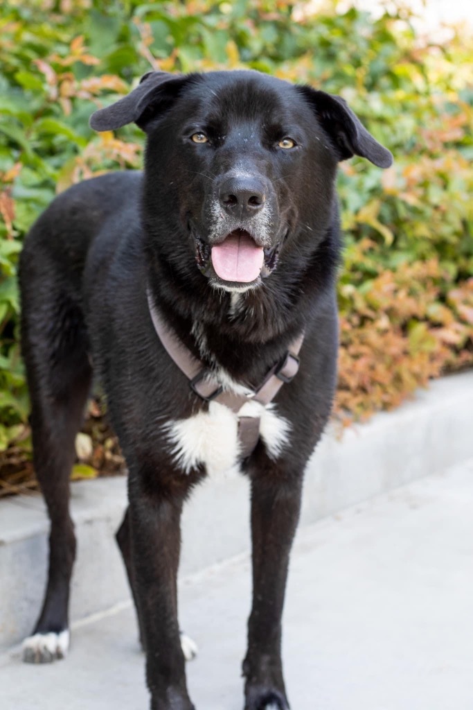 Blitz, an adoptable German Shepherd Dog, Husky in Savage, MN, 55378 | Photo Image 5