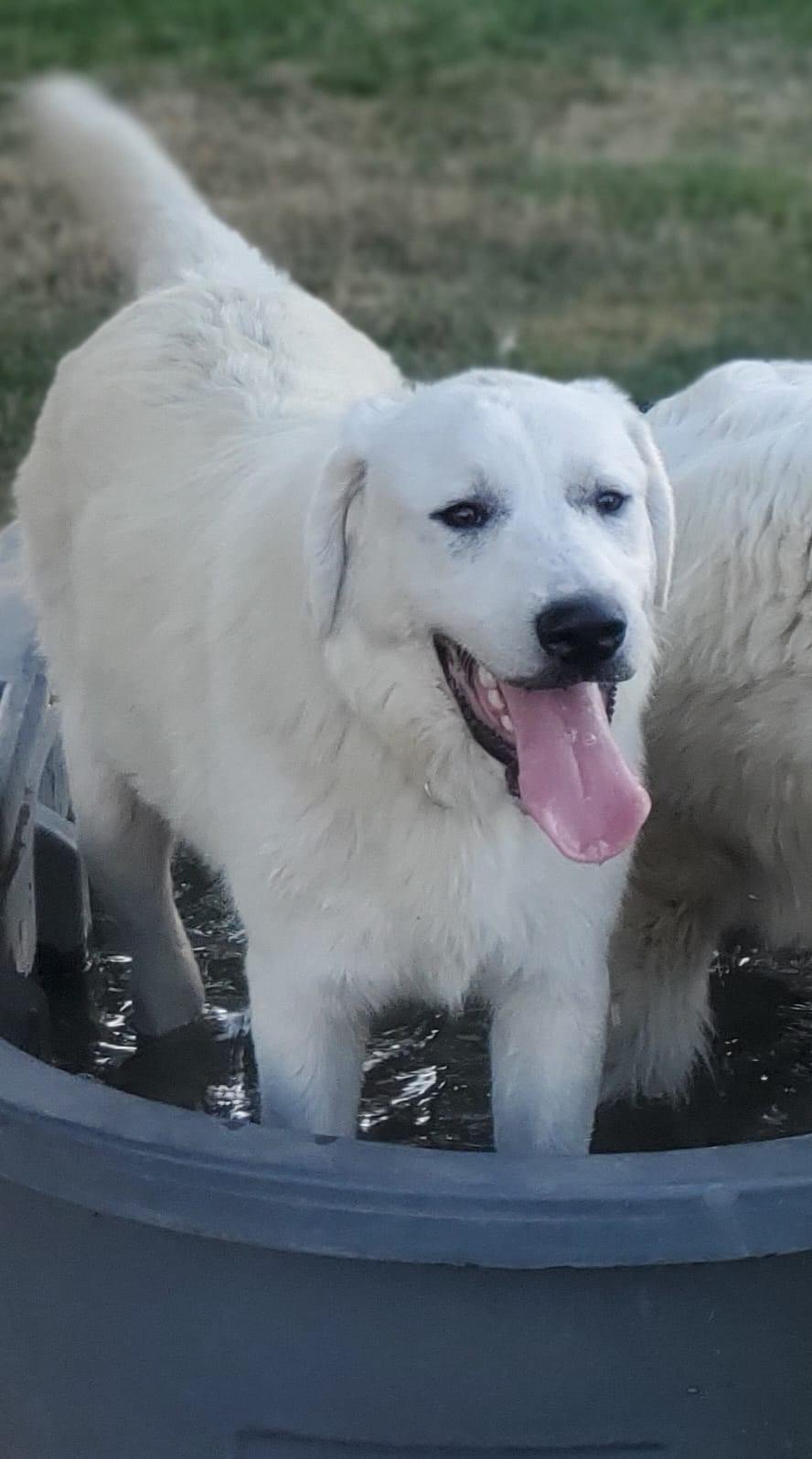 Walker, an adoptable Great Pyrenees, Akbash in Bountiful, UT, 84010 | Photo Image 2