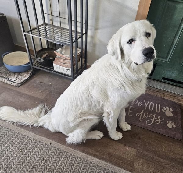 Sky, an adoptable Great Pyrenees, Akbash in Bountiful, UT, 84010 | Photo Image 1