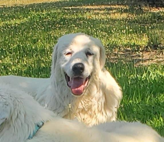 Sky, an adoptable Great Pyrenees, Akbash in Bountiful, UT, 84010 | Photo Image 2