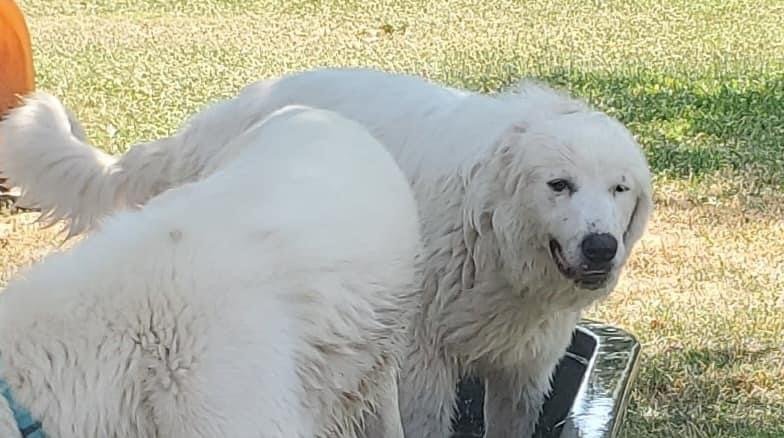 Sky, an adoptable Great Pyrenees, Akbash in Bountiful, UT, 84010 | Photo Image 3