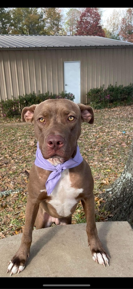 Dog for adoption Lojack a Pit Bull Terrier Mix in Earleville