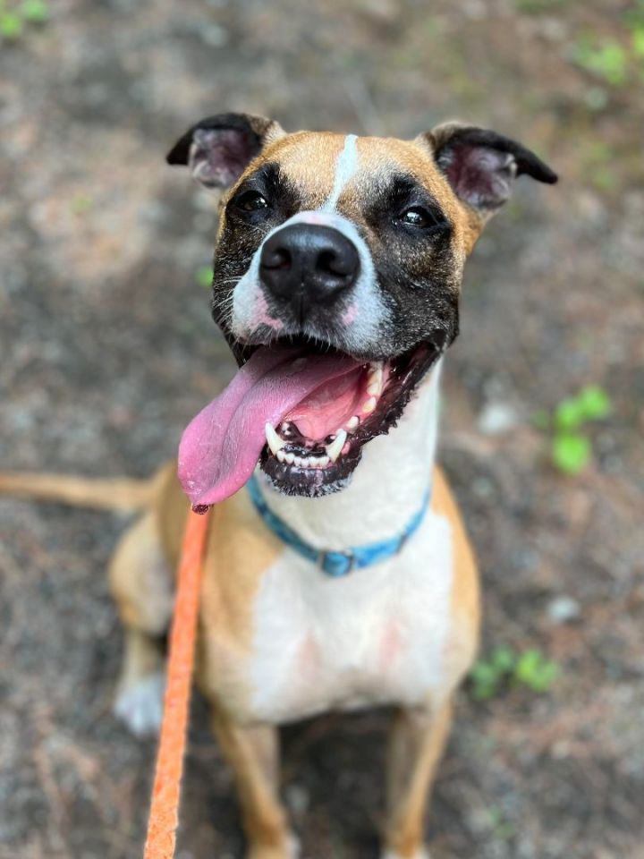 Dog for adoption - Baxter, a Boxer & Pit Bull Terrier Mix in ...