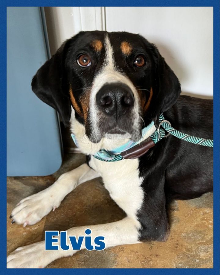 Foster Elvis!, an adoptable Hound Mix in Oswego, IL_image-3