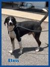 Foster Elvis!