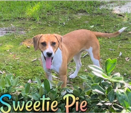 Sweetie Pie, an adoptable Beagle Mix in Cantonment, FL_image-1