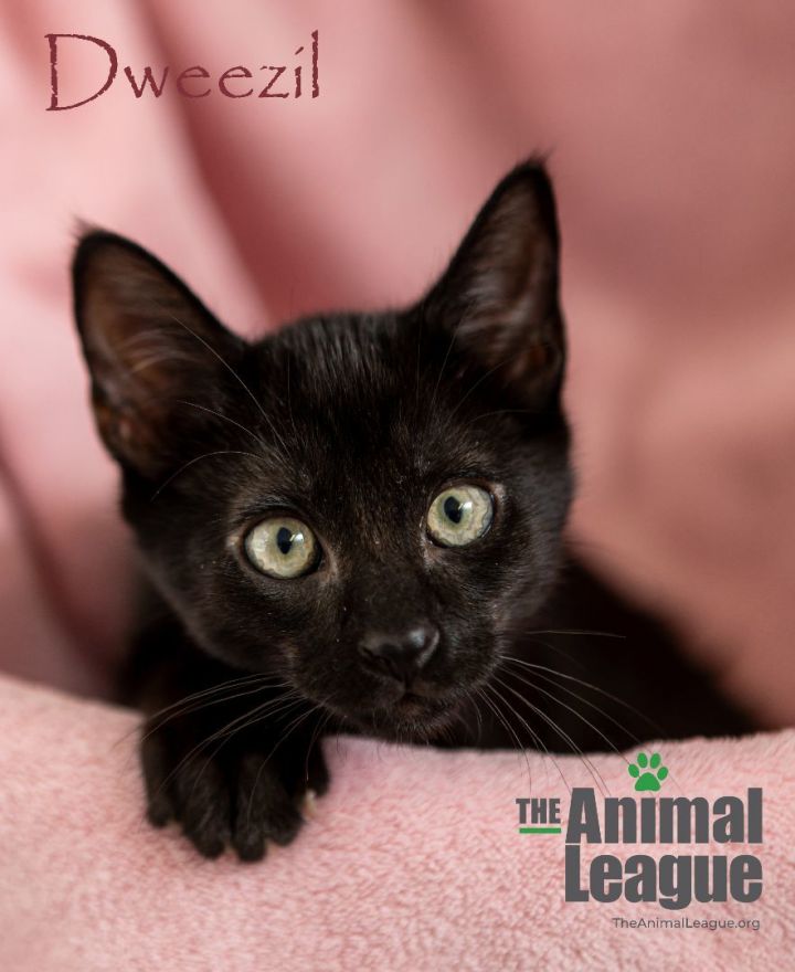 Dweezil, an adopted Domestic Short Hair Mix in Clermont, FL_image-2