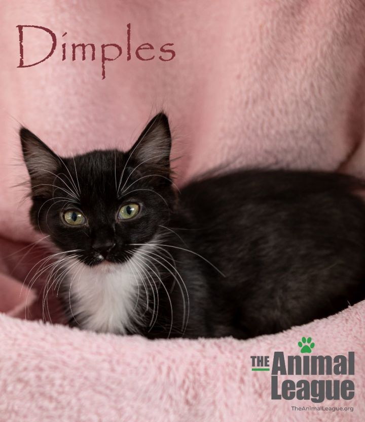 Dimples, an adoptable Domestic Short Hair Mix in Clermont, FL_image-2