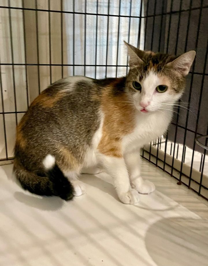 Rosey, an adoptable Calico & Domestic Short Hair Mix in Lacon, IL_image-2