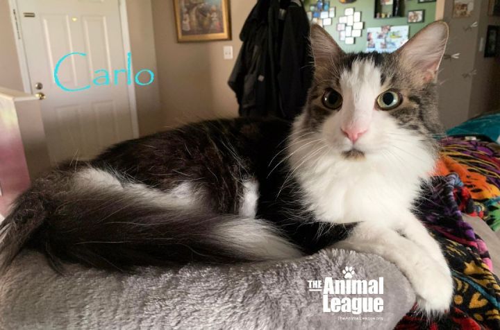 Carlos, an adoptable Maine Coon & Domestic Long Hair Mix in Clermont, FL_image-3