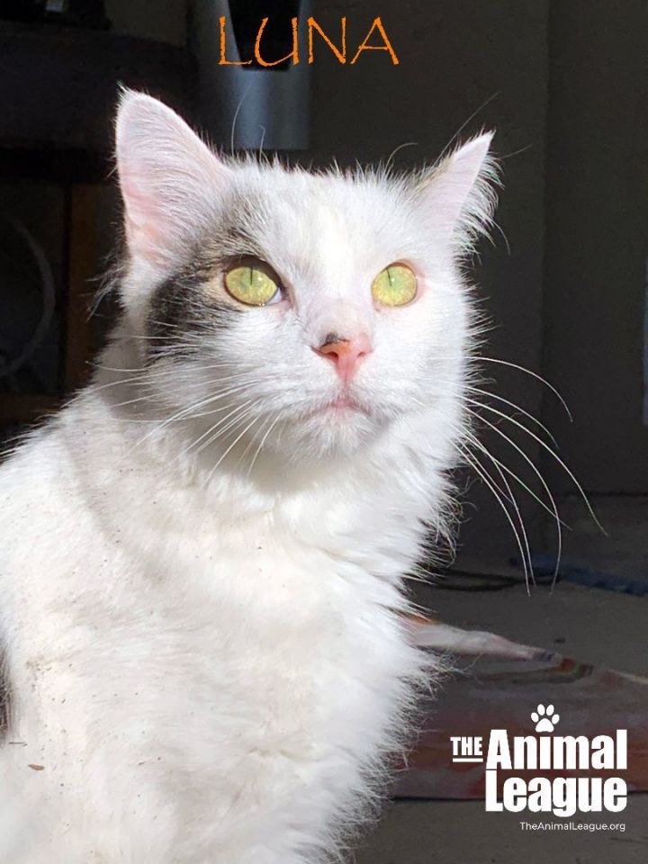 Luna, an adoptable Maine Coon & Domestic Long Hair Mix in Clermont, FL_image-2