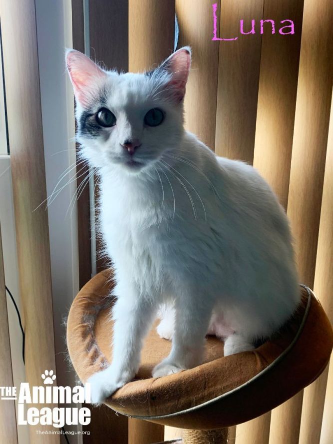 Luna