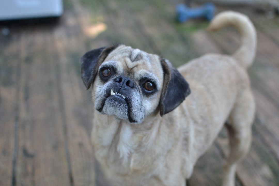 Meryl, an adoptable Puggle in Franklinton, NC, 27525 | Photo Image 1