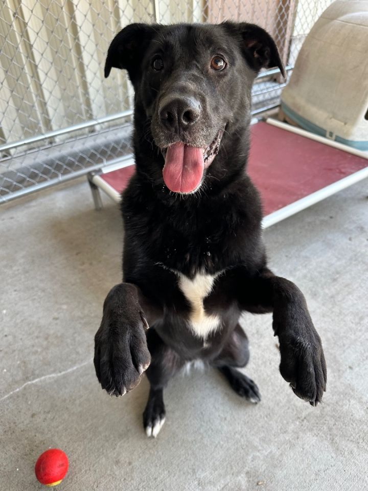 Luna, an adoptable Black Labrador Retriever Mix in Pacific, MO_image-1