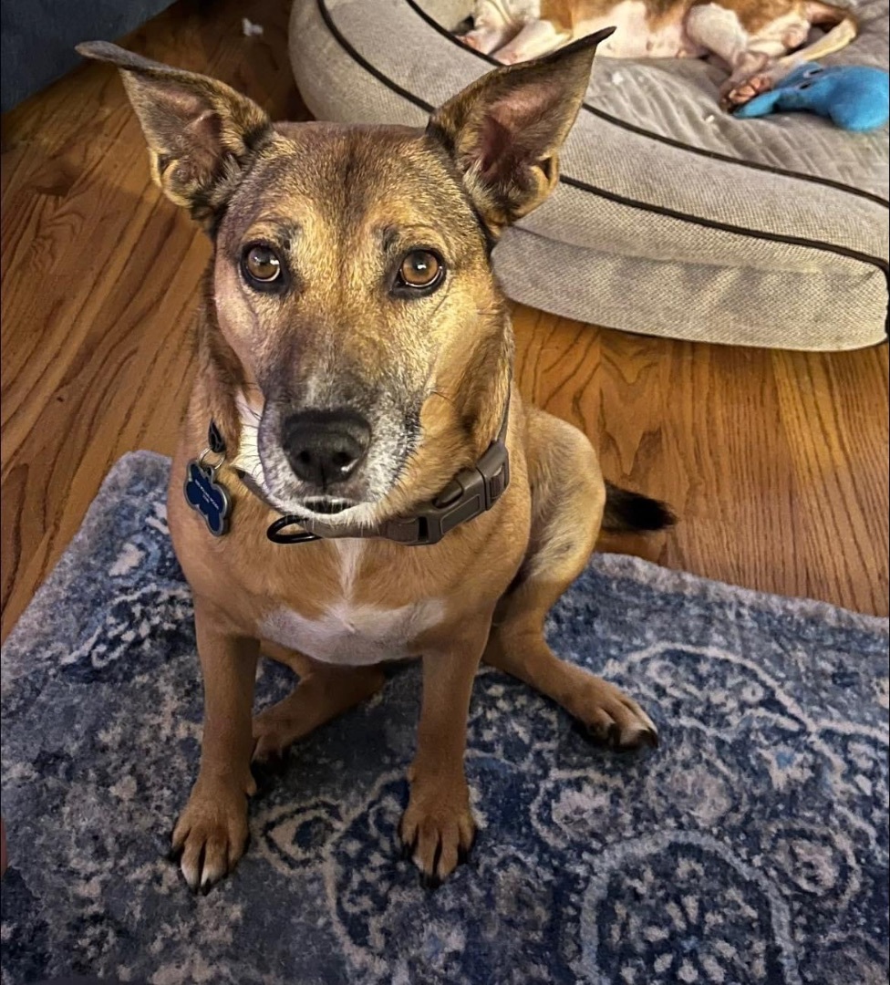 Dog for adoption - Sophie, an Australian Cattle Dog / Blue Heeler ...