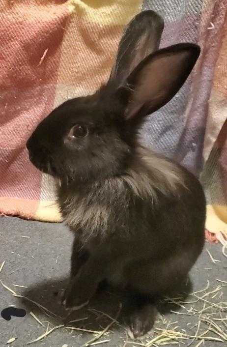 Lucy