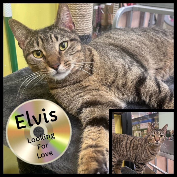 Elvis, an adopted Domestic Short Hair in Fort Worth, TX_image-1