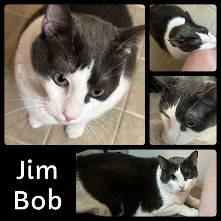 Jim Bob, an adoptable Domestic Short Hair in Fort Worth, TX_image-1