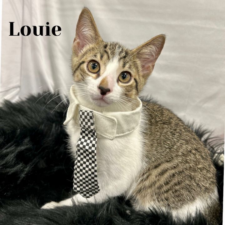 Louie 1
