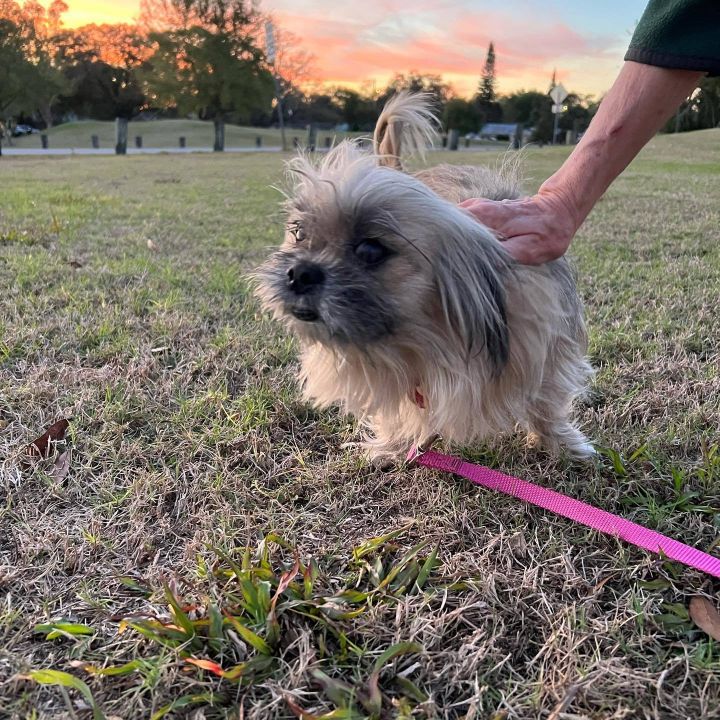Edna, an adoptable Shih Tzu in Tampa, FL_image-2